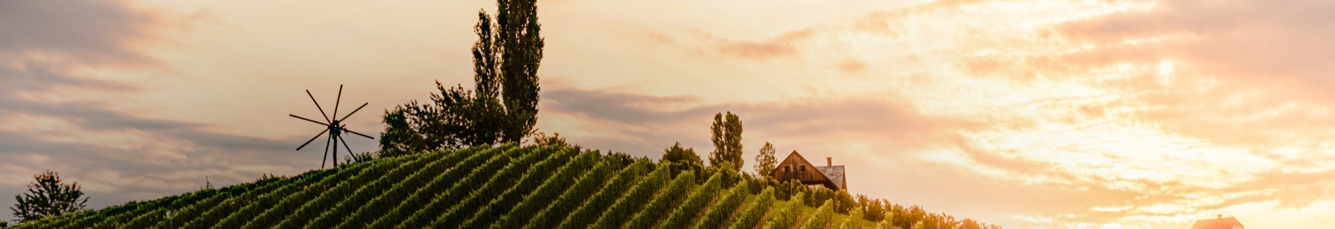 Headerbild - Online-Shop | Weingut in Leutschach